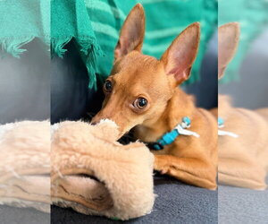 Chihuahua-Unknown Mix Dogs for adoption in Davis, CA, USA