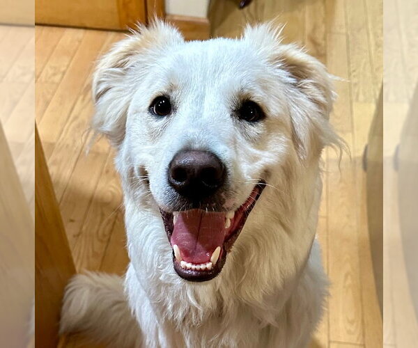 Medium Photo #4 Mutt Puppy For Sale in Canton, CT, USA