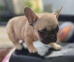 Puppy Puppy 2 French Bulldog