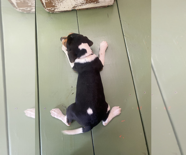 Medium Photo #9 Beagle Puppy For Sale in HAZEL GREEN, AL, USA