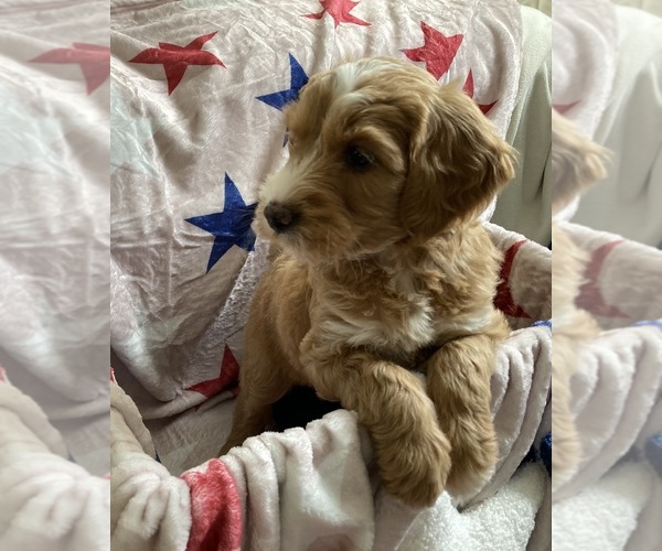 Medium Photo #5 Australian Labradoodle-Bernedoodle Mix Puppy For Sale in ATWATER, CA, USA