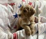 Small #4 Australian Labradoodle-Bernedoodle Mix