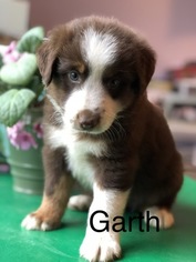 Australian Shepherd Puppy for sale in STOCKPORT, OH, USA