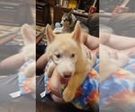 Small #17 Siberian Husky