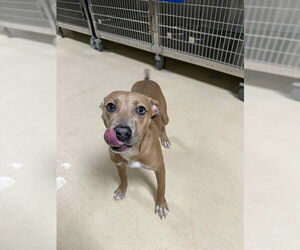 Mutt Dogs for adoption in Fayetteville, NC, USA