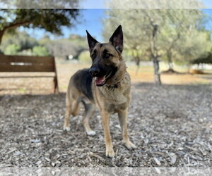 River - Male German Shepherd Dog Dog for Adoption - Photo #3