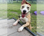 Small #1 American Pit Bull Terrier Mix