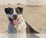 Small #2 American Pit Bull Terrier-American Staffordshire Terrier Mix