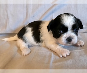 Shih Tzu Puppy for sale in MYERSVILLE, MD, USA
