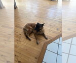 Small Photo #2 Mutt Puppy For Sale in Stevens Point, WI, USA