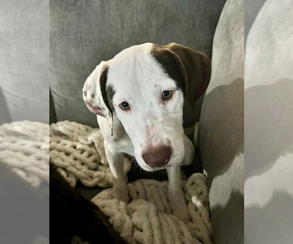 Medium Photo #1 Labrador Retriever-Unknown Mix Puppy For Sale in Brewster, NY, USA