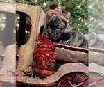 Small Photo #5 Bullmastiff-French Bulldog Mix Puppy For Sale in BELLVIEW, TX, USA