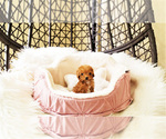 Small Photo #1 Maltipoo Puppy For Sale in FULLERTON, CA, USA