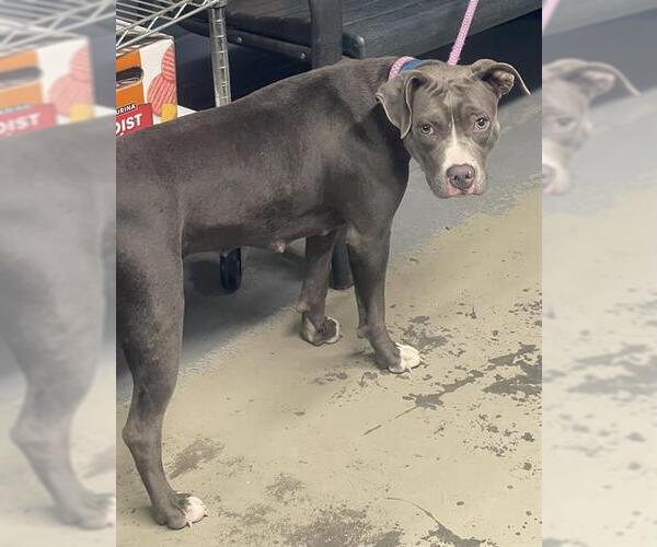 Medium Photo #1 American Staffordshire Terrier-Unknown Mix Puppy For Sale in Tallahassee, FL, USA