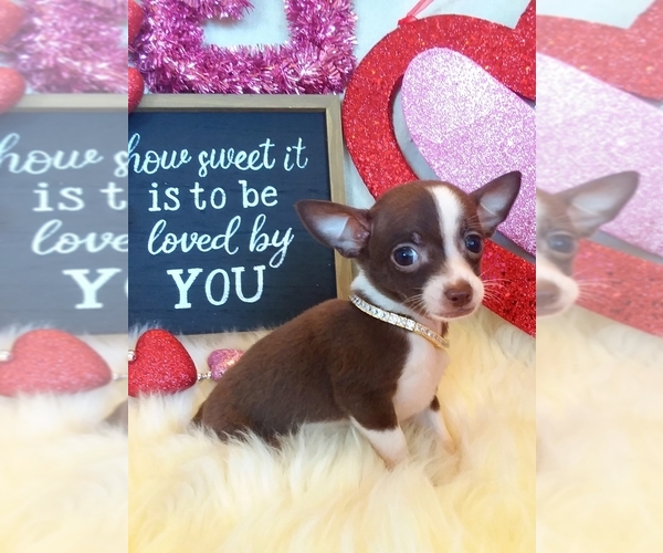 Medium Photo #1 Chihuahua Puppy For Sale in ELBERTA, AL, USA
