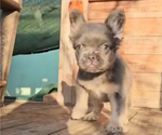 Small #3 French Bulldog