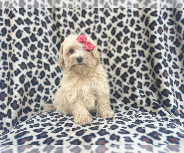 Medium Photo #9 Maltipoo Puppy For Sale in LAKELAND, FL, USA