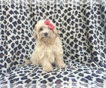 Small #8 Maltipoo