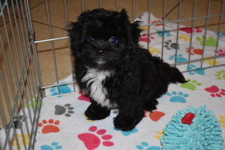 Zuchon Puppy for sale in ORO VALLEY, AZ, USA