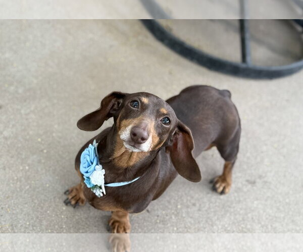 Medium Photo #1 Dachshund Puppy For Sale in Phoenix, AZ, USA