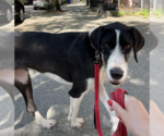 Small #3 Great Dane-Poodle (Standard) Mix