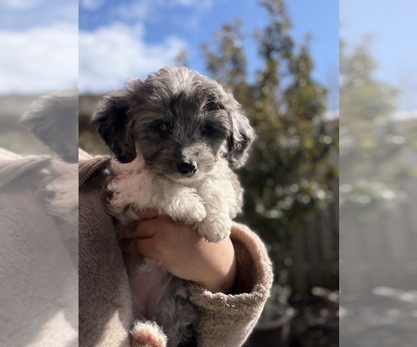 Medium Photo #9 Aussiedoodle Toy Puppy For Sale in RIDGEFIELD, WA, USA