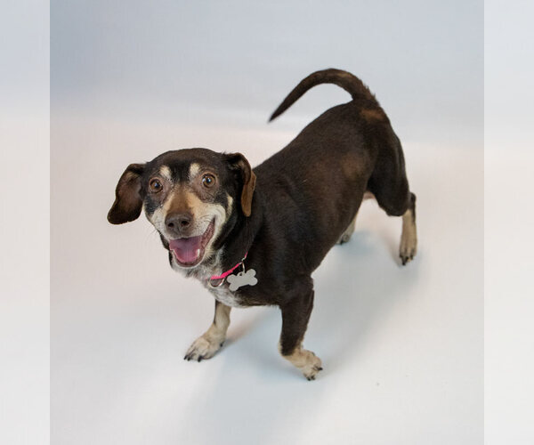 Medium Photo #3 Doxle Puppy For Sale in Kennesaw, GA, USA