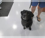 Small Labrador Retriever Mix