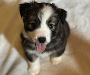 Medium Australian Shepherd-Miniature Australian Shepherd Mix