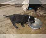 Small #6 Bernese Mountain Dog-Labrador Retriever Mix