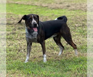 Catahoula Leopard Dog-Unknown Mix Dogs for adoption in Raleigh, NC, USA