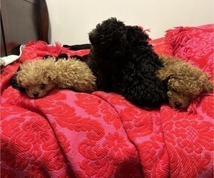 Poodle (Toy) Litter for sale in KILLEEN, TX, USA