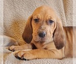 Small Photo #6 Bloodhound-Catahoula Leopard Dog Mix Puppy For Sale in CUMBY, TX, USA
