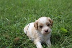 Small Cavalier King Charles Spaniel-Poodle (Standard) Mix