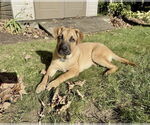 Small #8 Mountain Cur Mix