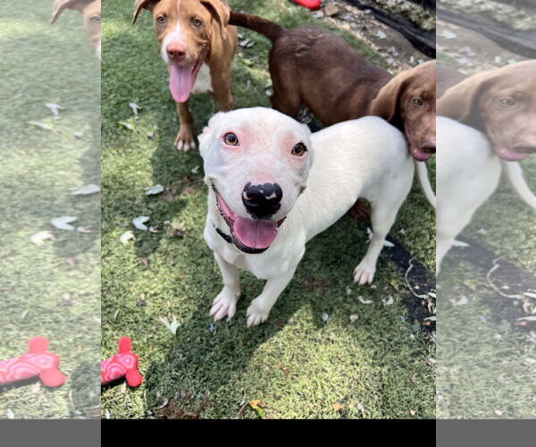 Medium Photo #1 American Bulldog-Staffordshire Bull Terrier Mix Puppy For Sale in Tracy City, TN, USA