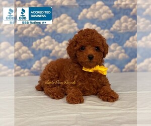 Poodle (Toy) Puppy for sale in WINNSBORO, LA, USA