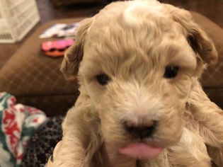 Coton de Tulear-Poodle (Toy) Mix Puppy for sale in GREENVILLE, MI, USA