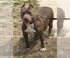 Mother of the American Bully puppies born on 11/26/2021