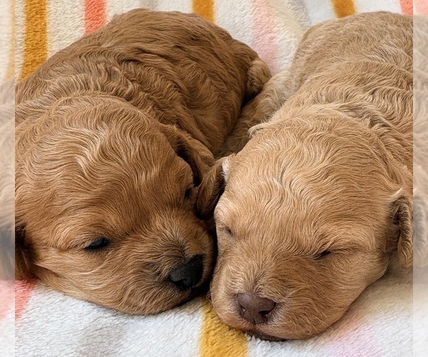 Medium Photo #1 Cavapoo (Miniature) Puppy For Sale in WAUSEON, OH, USA