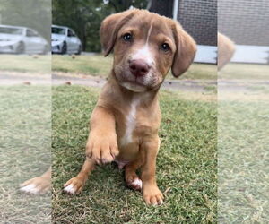 Mutt Dogs for adoption in Greenville, SC, USA