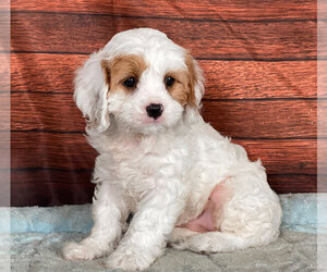 Cavapoo Puppy for sale in PENNS CREEK, PA, USA