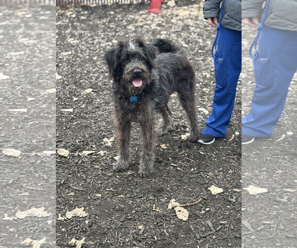 Medium Photo #3 Poodle (Standard)-Unknown Mix Puppy For Sale in Plainfield, IL, USA