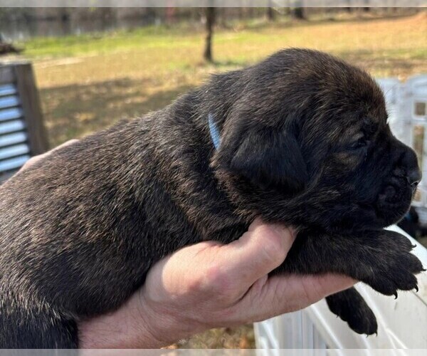 Medium Photo #3 Rotticorso Puppy For Sale in REEVESVILLE, SC, USA