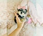 Small #5 Morkie