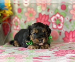 YorkiePoo Puppy for sale in LANCASTER, PA, USA