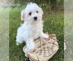 Gus - Male Maltese Puppy for Sale - Photo #3