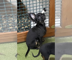 Russian Toy Terrier Puppy for sale in MENOMONEE FALLS, WI, USA