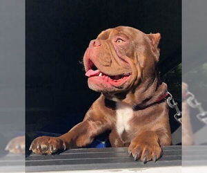 American Pit Bull Terrier Dogs for adoption in Pacifica, CA, USA