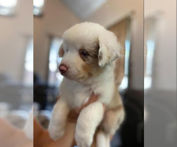 Medium Photo #1 Australian Shepherd Puppy For Sale in HANOVER PARK, IL, USA